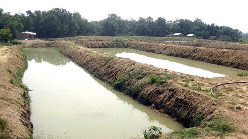 मत्स्य केन्द्रद्वारा चार करोड ३८ लाख भुरा उत्पादन