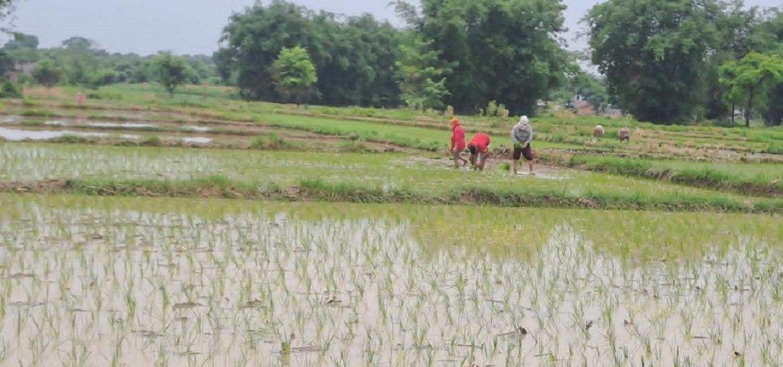 मधेसमा ९५ प्रतिशत रोपाइँ
