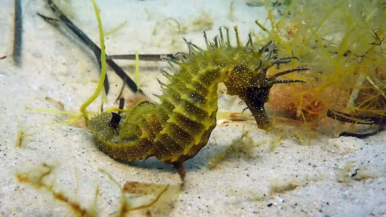 UK officials issued a legal warning after protected seahorses were disturbed; divers should...