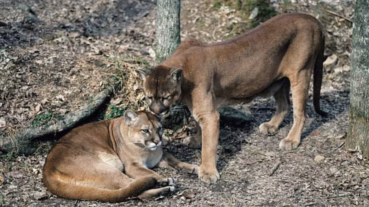 Pumas are protecting human lives by preventing vehicle collisions accounting for a 76% reduction in accidents