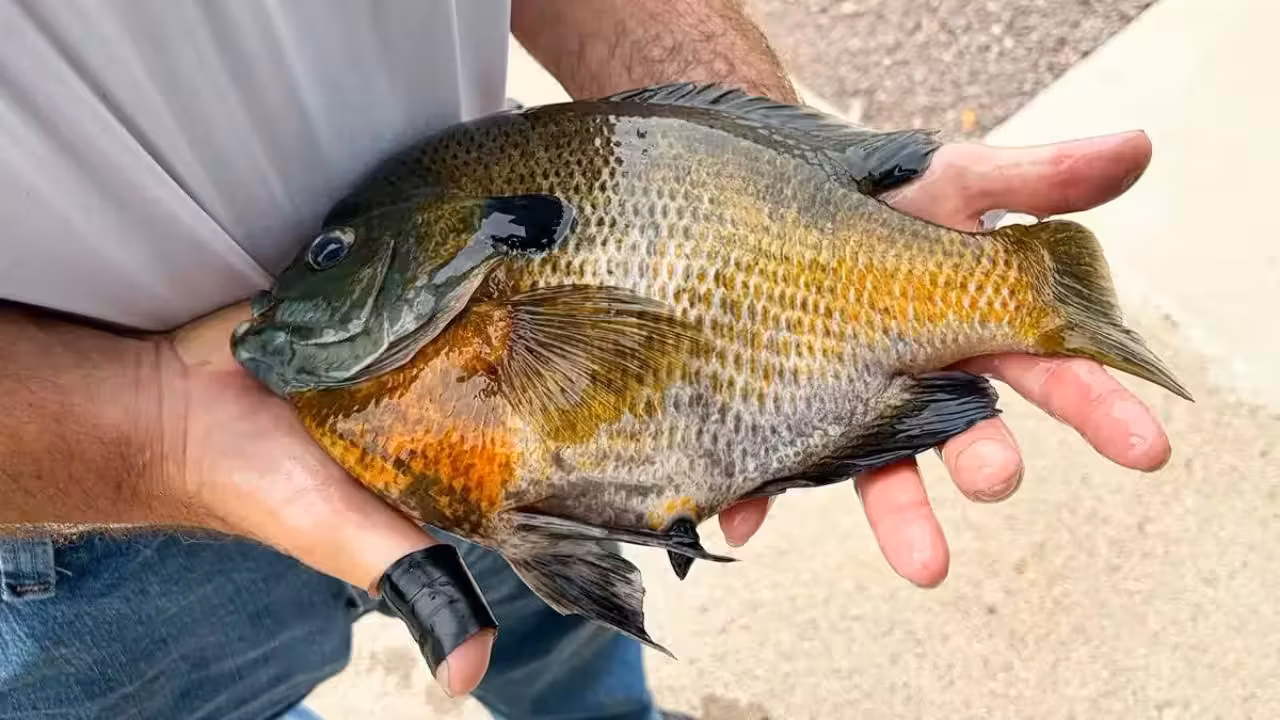Minnesota retiree saved his new rod and landed a 2.21-pound state-record bluegill on day one