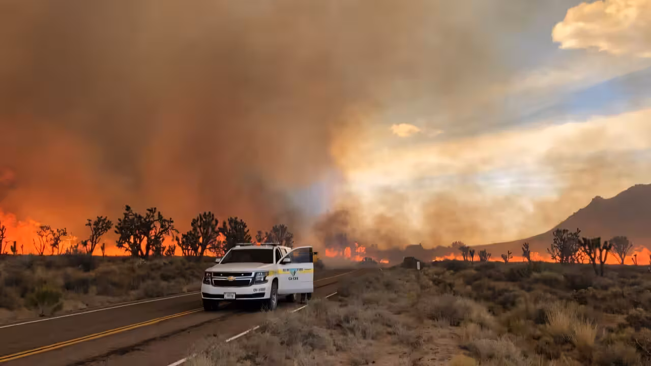 California lost as many as 1.3 million Joshua trees in the 2020 Dome Fire