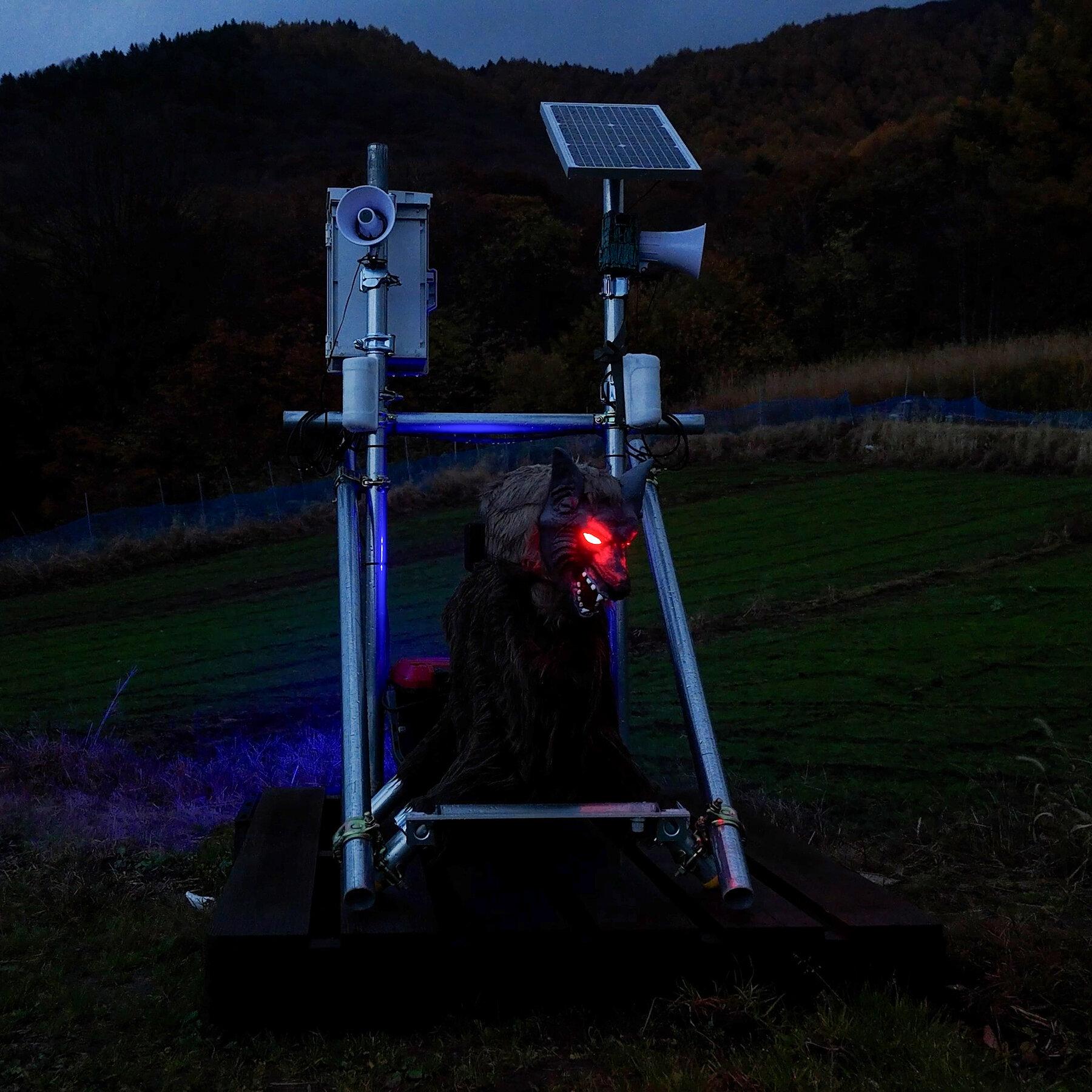 Can Robots Save Japan’s Aging Cherry Blossom Farmers?