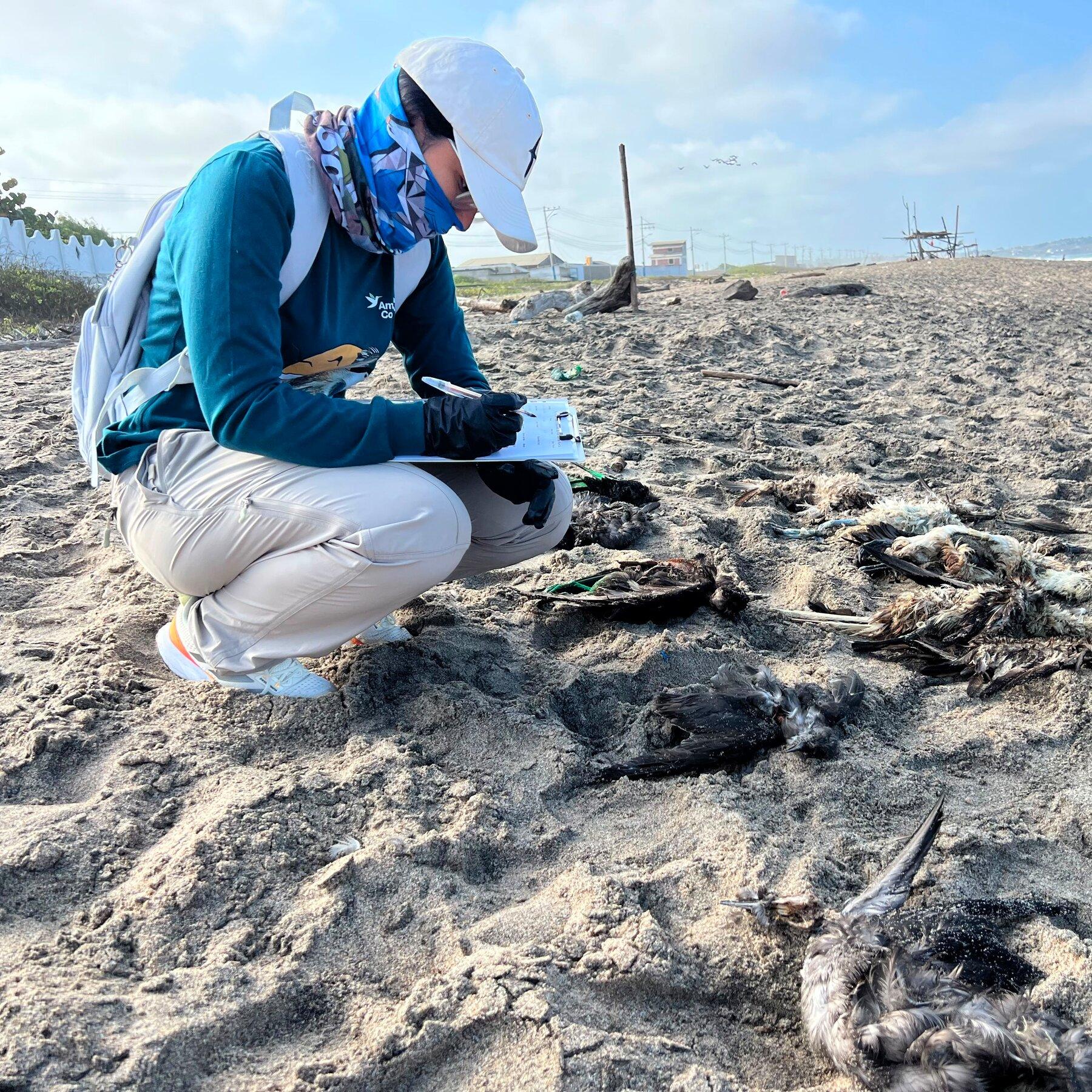 Birds Are Dying. Clues Point to El Niño.