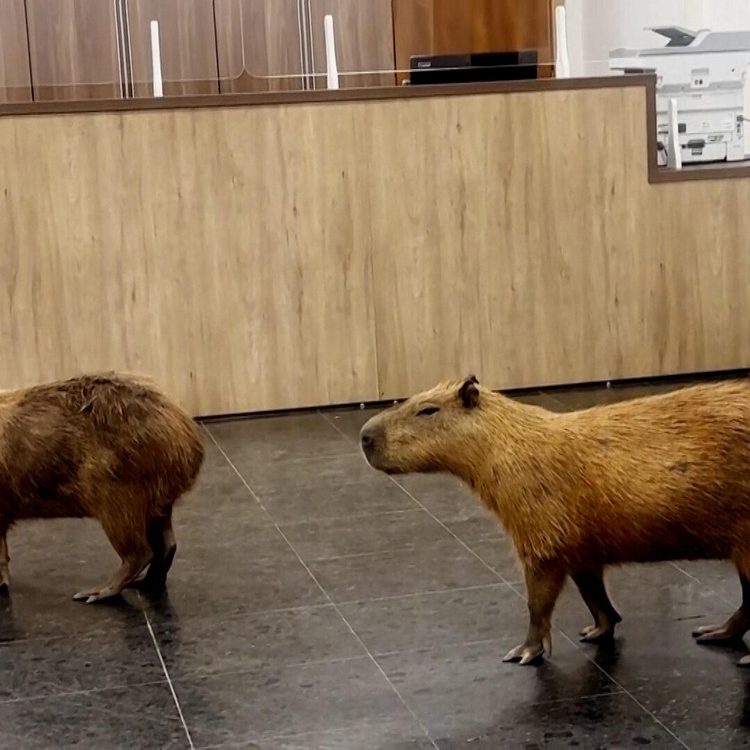 Capybaras Were the Newest Lobbyists in This Brazilian Legislature