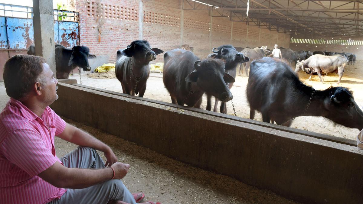 U.P. links dairy sector with cooperative societies for boosting livelihood, employment opportunities