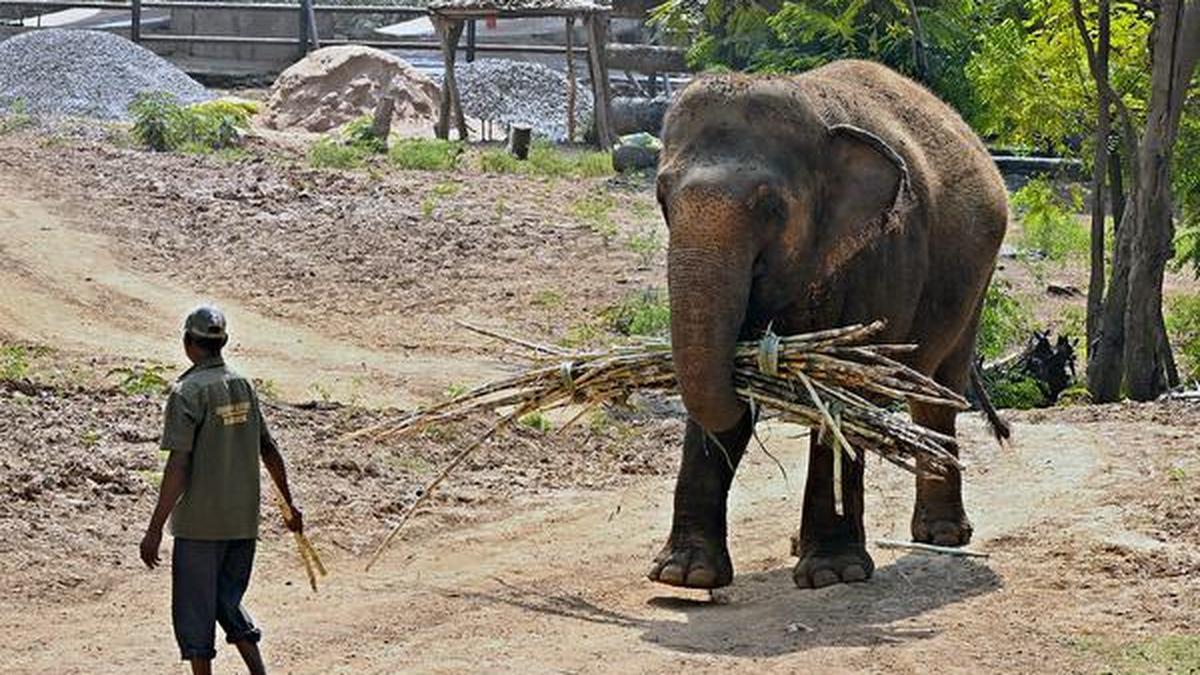 Drawing competition at Visakhapatnam zoo on August 9 for World Elephant Day
